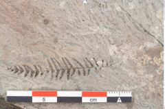 Foto (Detailansicht) von Gleichinites austriacus Ettingshausen (NHMW-GEO-2024-0188-10529)